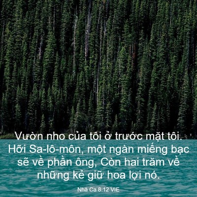 Picture 03 - Nhã Ca 8:12 VIE - Vườn nho của tôi ở trước mặt tôi. - Bible Verse Picture