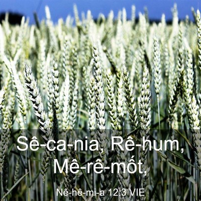Picture 03 - Nê-hê-mi-a 12:3 VIE - Sê-ca-nia, Rê-hum, - Bible Verse Picture
