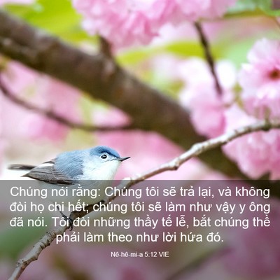 Picture 03 - Nê-hê-mi-a 5:12 VIE - Chúng nói rằng: Chúng tôi sẽ trả lại, - Bible Verse Picture