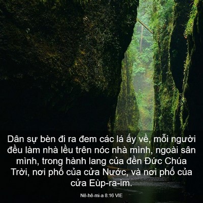 Picture 03 - Nê-hê-mi-a 8:16 VIE - Dân sự bèn đi ra đem các lá ấy về, - Bible Verse Picture