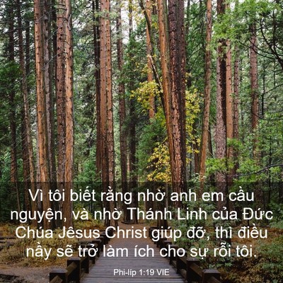 Picture 03 - Phi-líp 1:19 VIE - Vì tôi biết rằng nhờ anh em cầu - Bible Verse Picture