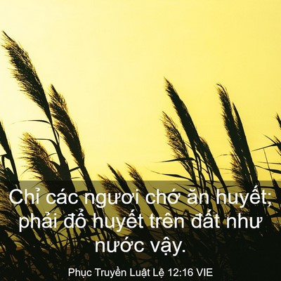 Picture 03 - Phục Truyền Luật Lệ 12:16 VIE - Chỉ các ngươi chớ ăn huyết; phải - Bible Verse Picture
