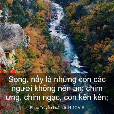 Picture 03 - Phục Truyền Luật Lệ 14:12 VIE - Song, nầy là những con các ngươi không - Bible Verse Picture