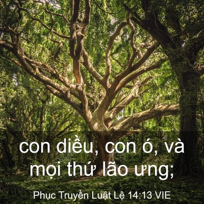 Picture 03 - Phục Truyền Luật Lệ 14:13 VIE - con diều, con ó, và mọi thứ lão - Bible Verse Picture