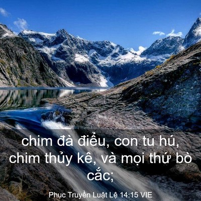 Picture 03 - Phục Truyền Luật Lệ 14:15 VIE - chim đà điểu, con tu hú, chim thủy kê, - Bible Verse Picture