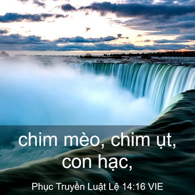 Picture 03 - Phục Truyền Luật Lệ 14:16 VIE - chim mèo, chim ụt, con - Bible Verse Picture