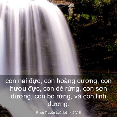Picture 03 - Phục Truyền Luật Lệ 14:5 VIE - con nai đực, con hoàng dương, con hươu - Bible Verse Picture