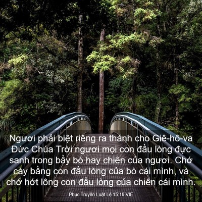 Picture 03 - Phục Truyền Luật Lệ 15:19 VIE - Ngươi phải biệt riêng ra thánh cho - Bible Verse Picture