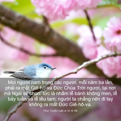 Picture 03 - Phục Truyền Luật Lệ 16:16 VIE - Mọi người nam trong các ngươi, mỗi năm - Bible Verse Picture