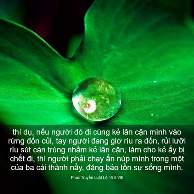 Picture 03 - Phục Truyền Luật Lệ 19:5 VIE - thí dụ, nếu người đó đi cùng kẻ - Bible Verse Picture