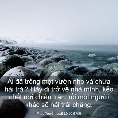 Picture 03 - Phục Truyền Luật Lệ 20:6 VIE - Ai đã trồng một vườn nho và chưa hái - Bible Verse Picture