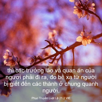 Picture 03 - Phục Truyền Luật Lệ 21:2 VIE - thì các trưởng lão và quan án của - Bible Verse Picture