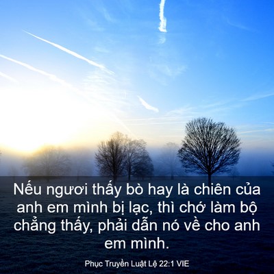 Picture 03 - Phục Truyền Luật Lệ 22:1 VIE - Nếu ngươi thấy bò hay là chiên của anh - Bible Verse Picture