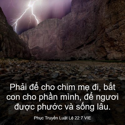 Picture 03 - Phục Truyền Luật Lệ 22:7 VIE - Phải để cho chim mẹ đi, bắt con cho - Bible Verse Picture