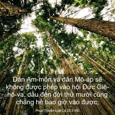 Picture 03 - Phục Truyền Luật Lệ 23:3 VIE - Dân Am-môn và dân Mô-áp sẽ không - Bible Verse Picture