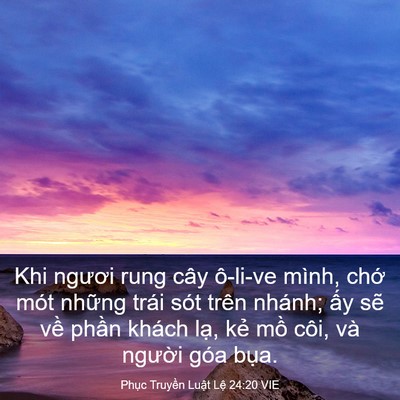 Picture 03 - Phục Truyền Luật Lệ 24:20 VIE - Khi ngươi rung cây ô-li-ve mình, chớ mót - Bible Verse Picture