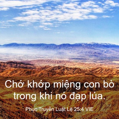 Picture 03 - Phục Truyền Luật Lệ 25:4 VIE - Chớ khớp miệng con bò trong khi nó đạp - Bible Verse Picture