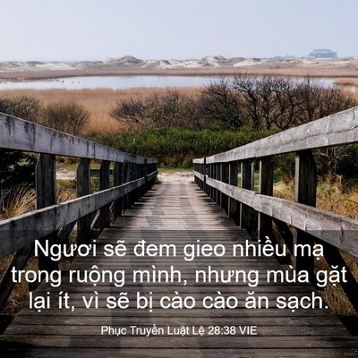 Picture 03 - Phục Truyền Luật Lệ 28:38 VIE - Ngươi sẽ đem gieo nhiều mạ trong ruộng - Bible Verse Picture