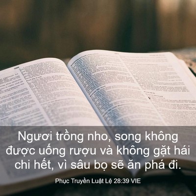 Picture 03 - Phục Truyền Luật Lệ 28:39 VIE - Ngươi trồng nho, song không được uống - Bible Verse Picture