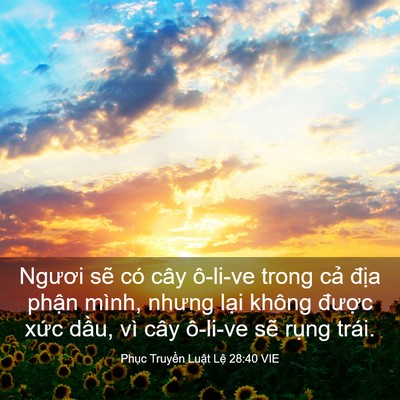 Picture 03 - Phục Truyền Luật Lệ 28:40 VIE - Ngươi sẽ có cây ô-li-ve trong cả địa - Bible Verse Picture