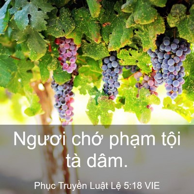 Picture 03 - Phục Truyền Luật Lệ 5:18 VIE - Ngươi chớ phạm tội tà - Bible Verse Picture