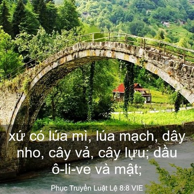 Picture 03 - Phục Truyền Luật Lệ 8:8 VIE - xứ có lúa mì, lúa mạch, dây nho, cây - Bible Verse Picture