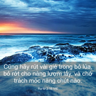 Picture 03 - Ru-tơ 2:16 VIE - Cũng hãy rút vài gié trong bó lúa, bỏ - Bible Verse Picture