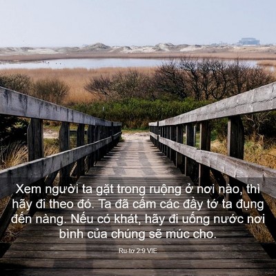 Picture 03 - Ru-tơ 2:9 VIE - Xem người ta gặt trong ruộng ở nơi - Bible Verse Picture