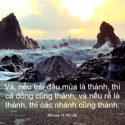 Picture 03 - Rô-ma 11:16 VIE - Vả, nếu trái đầu mùa là thánh, thì - Bible Verse Picture