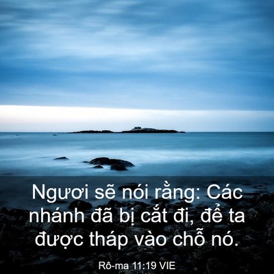 Picture 03 - Rô-ma 11:19 VIE - Ngươi sẽ nói rằng: Các nhánh đã bị - Bible Verse Picture