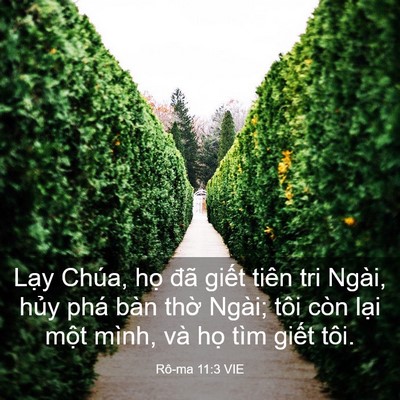 Picture 03 - Rô-ma 11:3 VIE - Lạy Chúa, họ đã giết tiên tri Ngài, - Bible Verse Picture