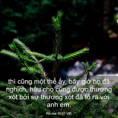 Picture 03 - Rô-ma 11:31 VIE - thì cũng một thể ấy, bây giờ họ đã - Bible Verse Picture