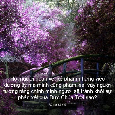 Picture 03 - Rô-ma 2:3 VIE - Hỡi người đoán xét kẻ phạm những - Bible Verse Picture