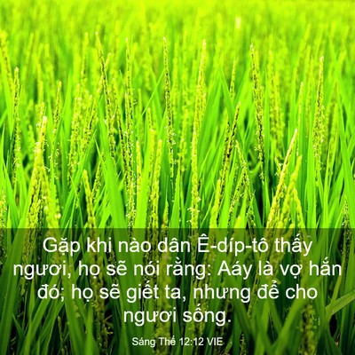 Picture 03 - Sáng Thế 12:12 VIE - Gặp khi nào dân Ê-díp-tô thấy ngươi, - Bible Verse Picture