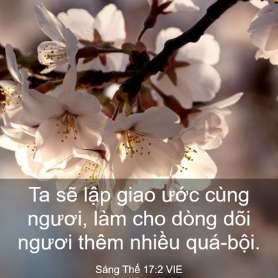 Picture 03 - Sáng Thế 17:2 VIE - Ta sẽ lập giao ước cùng ngươi, làm cho - Bible Verse Picture
