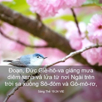 Picture 03 - Sáng Thế 19:24 VIE - Đoạn, Đức Giê-hô-va giáng mưa diêm - Bible Verse Picture