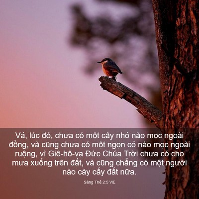 Picture 03 - Sáng Thế 2:5 VIE - Vả, lúc đó, chưa có một cây nhỏ nào - Bible Verse Picture