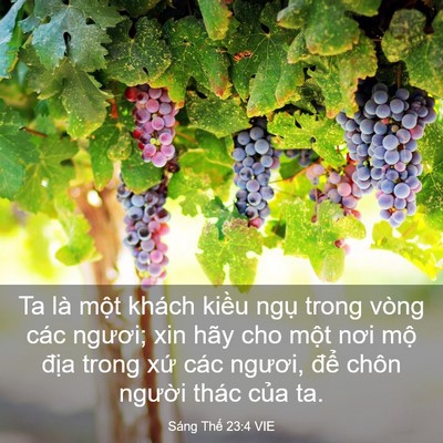 Picture 03 - Sáng Thế 23:4 VIE - Ta là một khách kiều ngụ trong vòng các - Bible Verse Picture