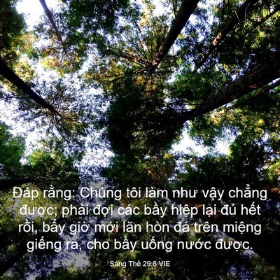 Picture 03 - Sáng Thế 29:8 VIE - Đáp rằng: Chúng tôi làm như vậy chẳng - Bible Verse Picture