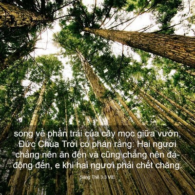 Picture 03 - Sáng Thế 3:3 VIE - song về phần trái của cây mọc giữa - Bible Verse Picture