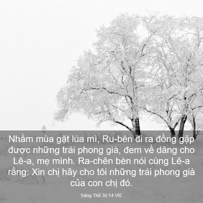 Picture 03 - Sáng Thế 30:14 VIE - Nhằm mùa gặt lúa mì, Ru-bên đi ra - Bible Verse Picture
