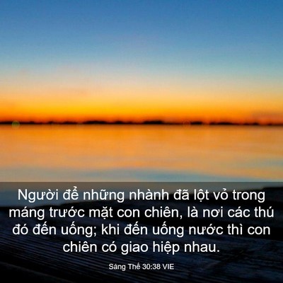 Picture 03 - Sáng Thế 30:38 VIE - Người để những nhành đã lột vỏ - Bible Verse Picture
