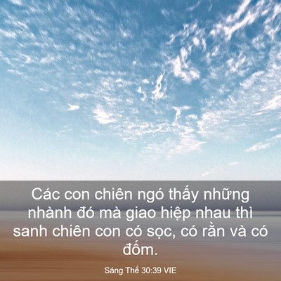 Picture 03 - Sáng Thế 30:39 VIE - Các con chiên ngó thấy những nhành đó - Bible Verse Picture