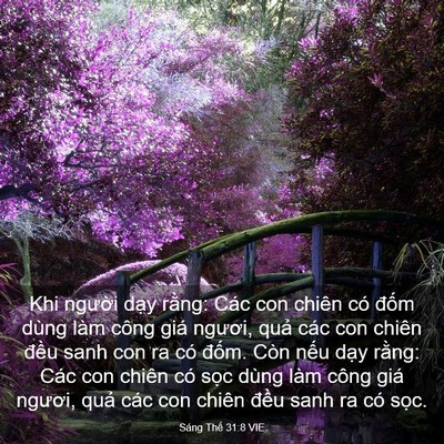 Picture 03 - Sáng Thế 31:8 VIE - Khi người dạy rằng: Các con chiên có - Bible Verse Picture