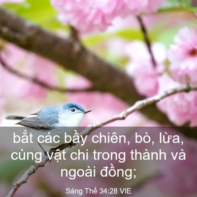 Picture 03 - Sáng Thế 34:28 VIE - bắt các bầy chiên, bò, lừa, cùng vật - Bible Verse Picture