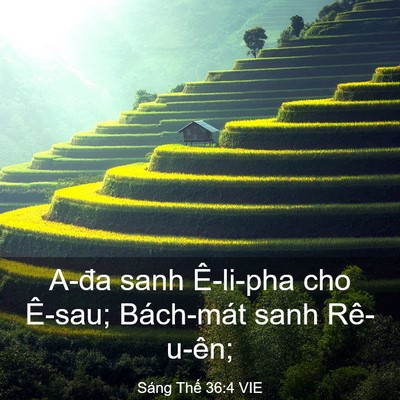 Picture 03 - Sáng Thế 36:4 VIE - A-đa sanh Ê-li-pha cho Ê-sau; Bách-mát sanh - Bible Verse Picture