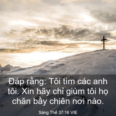 Picture 03 - Sáng Thế 37:16 VIE - Đáp rằng: Tôi tìm các anh tôi. Xin hãy - Bible Verse Picture
