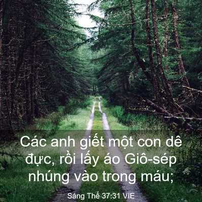 Picture 03 - Sáng Thế 37:31 VIE - Các anh giết một con dê đực, rồi lấy - Bible Verse Picture