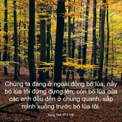 Picture 03 - Sáng Thế 37:7 VIE - Chúng ta đang ở ngoài đồng bó lúa, - Bible Verse Picture
