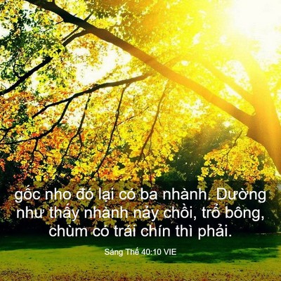 Picture 03 - Sáng Thế 40:10 VIE - gốc nho đó lại có ba nhành. Dường như - Bible Verse Picture